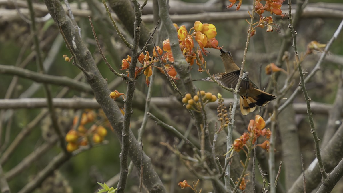 Colibrí Rojizo Mexicano - ML623134896