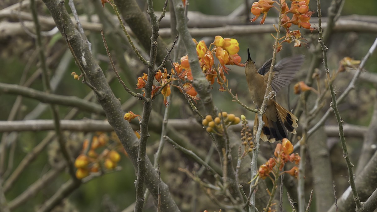 Rufous Sabrewing - ML623134897