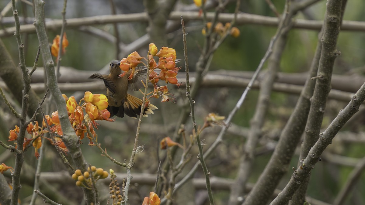 Rufous Sabrewing - ML623134899