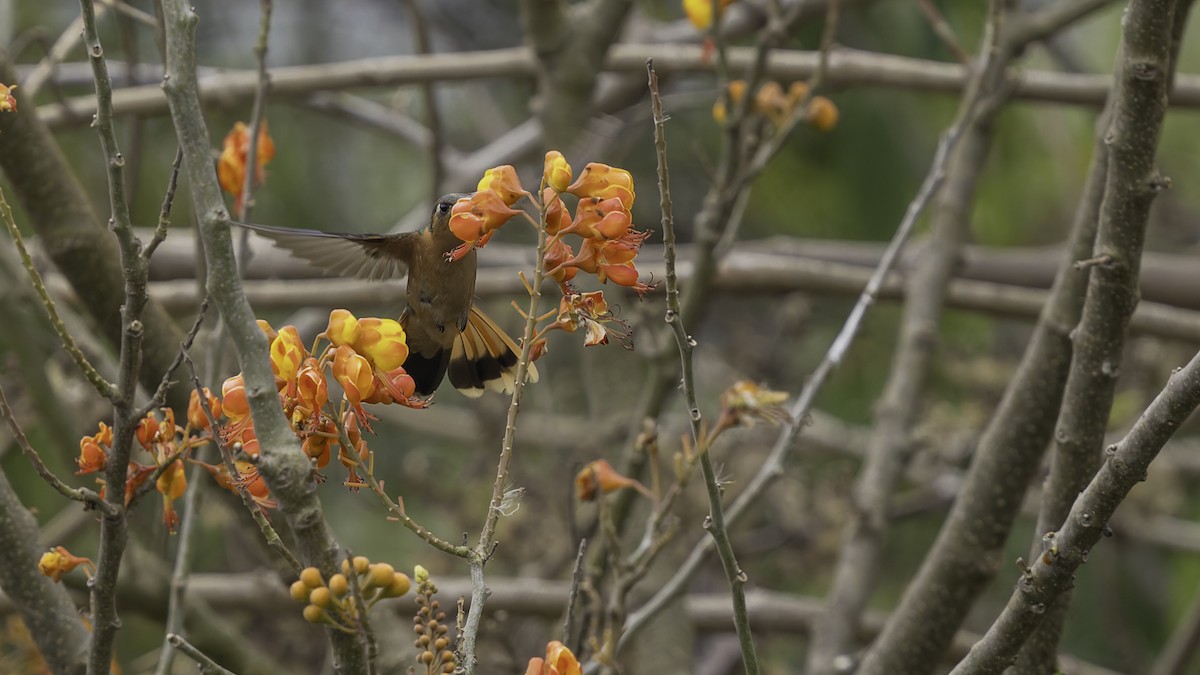 Colibrí Rojizo Mexicano - ML623134900