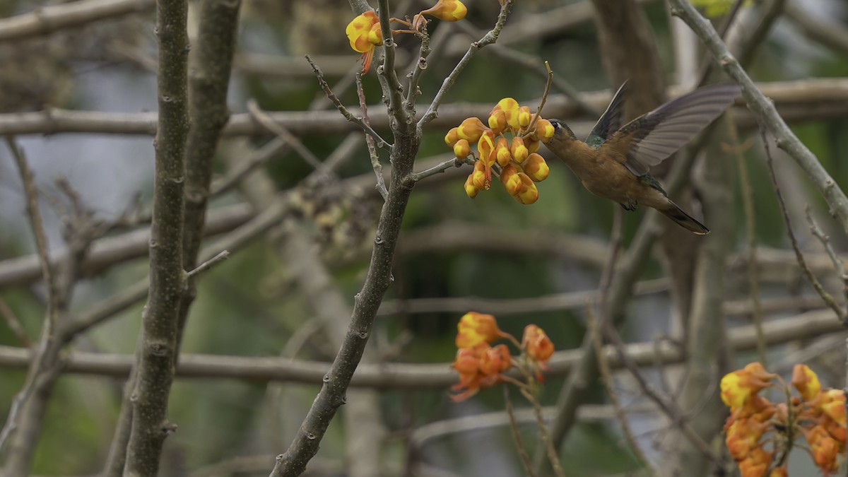 Rufous Sabrewing - ML623134902