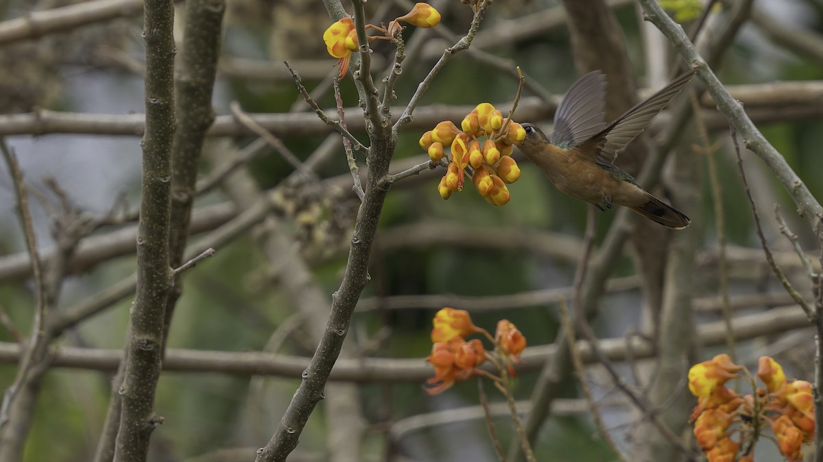 Rufous Sabrewing - ML623134904