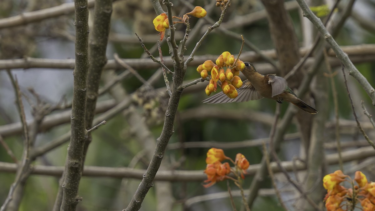 Rufous Sabrewing - ML623134906