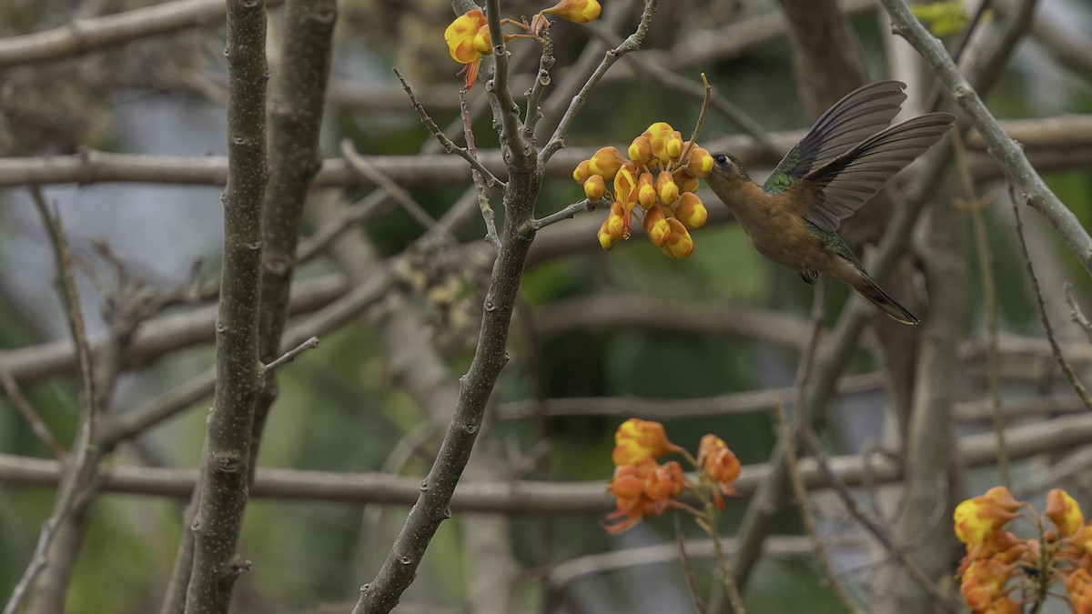 Rufous Sabrewing - ML623134907