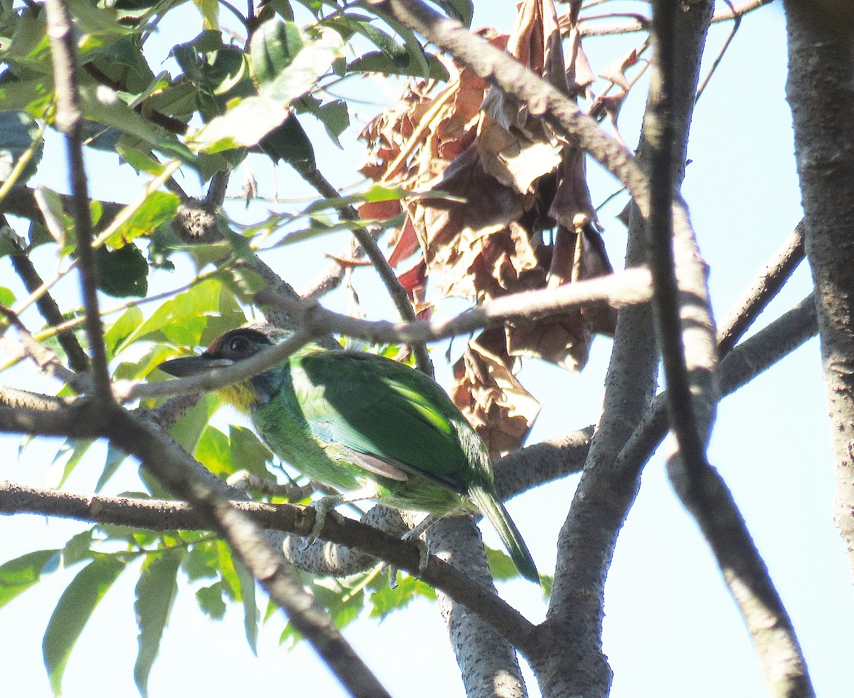 Barbudo Acollarado - ML623134945