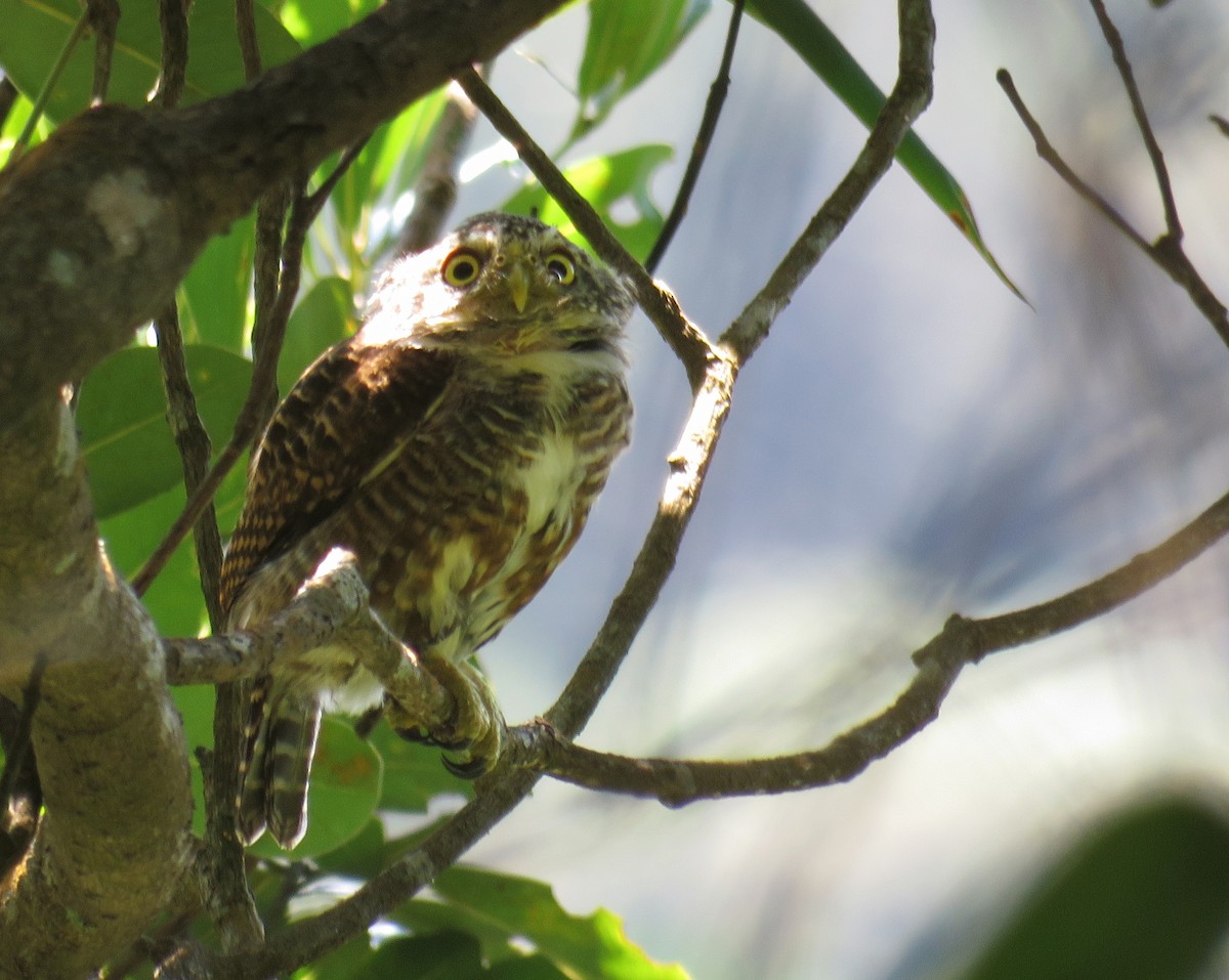 Collared Owlet - ML623134952