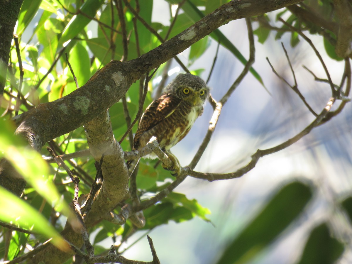 Collared Owlet - ML623134956