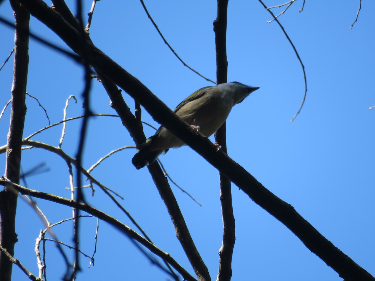 Vireo Alcaudón Cejiblanco - ML623134960