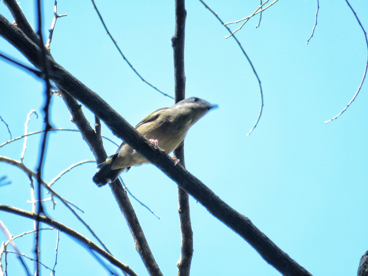 Vireo Alcaudón Cejiblanco - ML623134962