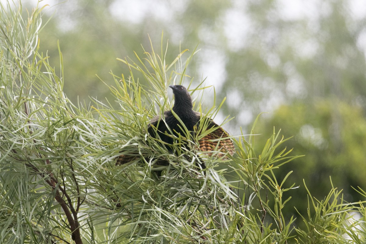 Pheasant Coucal (Pheasant) - John Cantwell