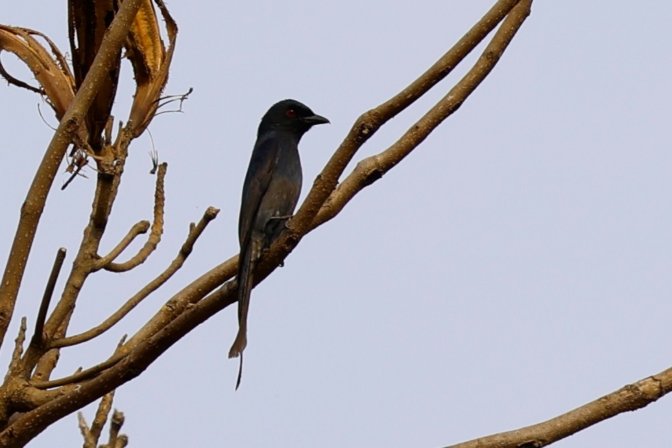 Kül Rengi Drongo - ML623135072