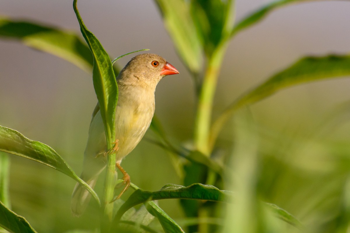 Star Finch - Mark Lethlean