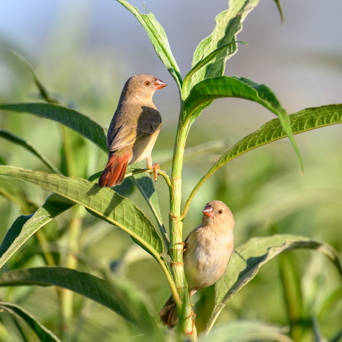 Star Finch - Mark Lethlean