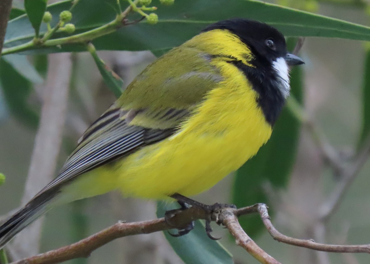 Golden Whistler (Western) - ML623135276