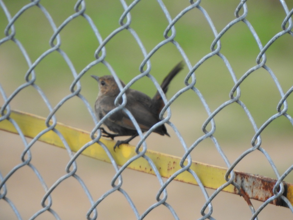 Indian Robin - ML623135346