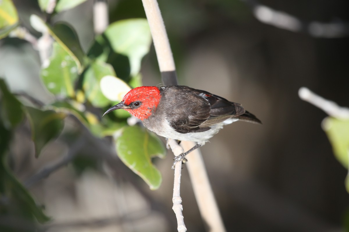 Red-headed Myzomela - Mark Stanley