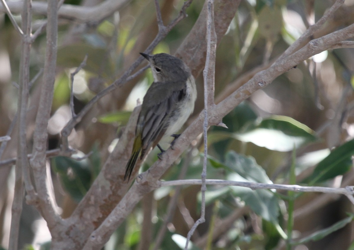 Dusky Gerygone - ML623135359