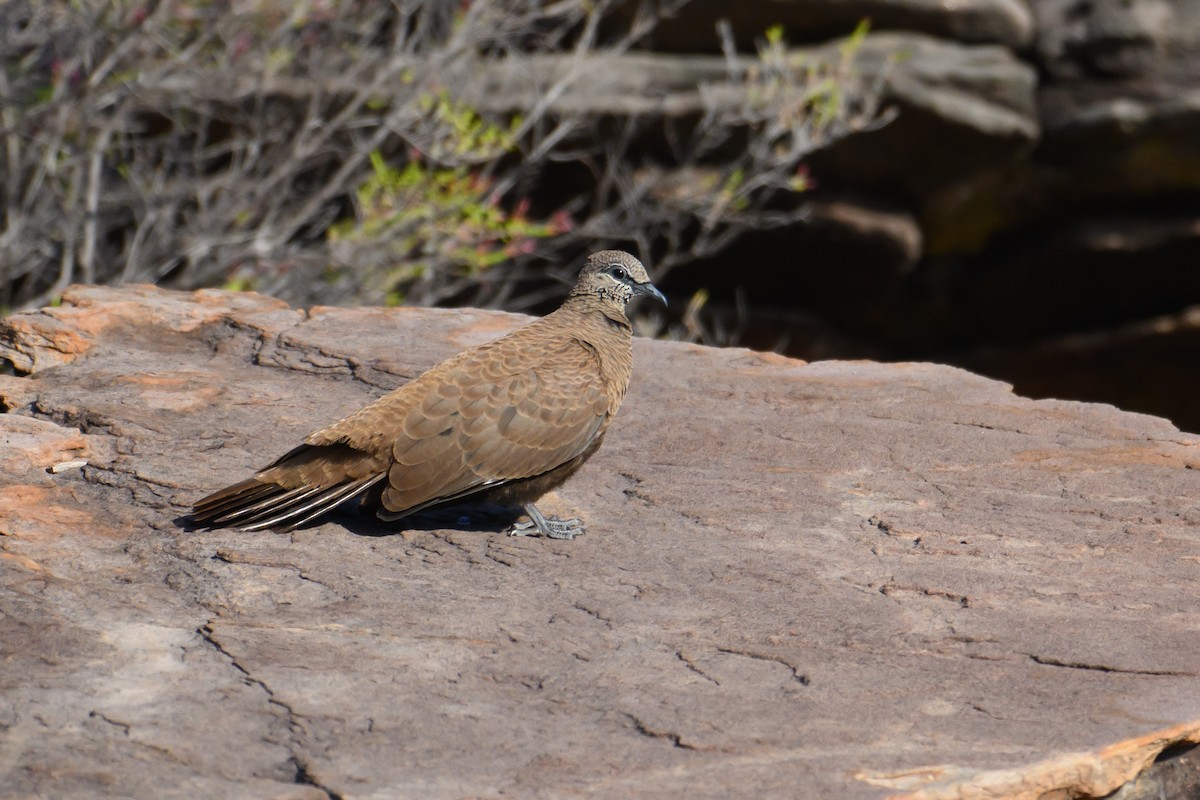 White-quilled Rock-Pigeon - ML623135368