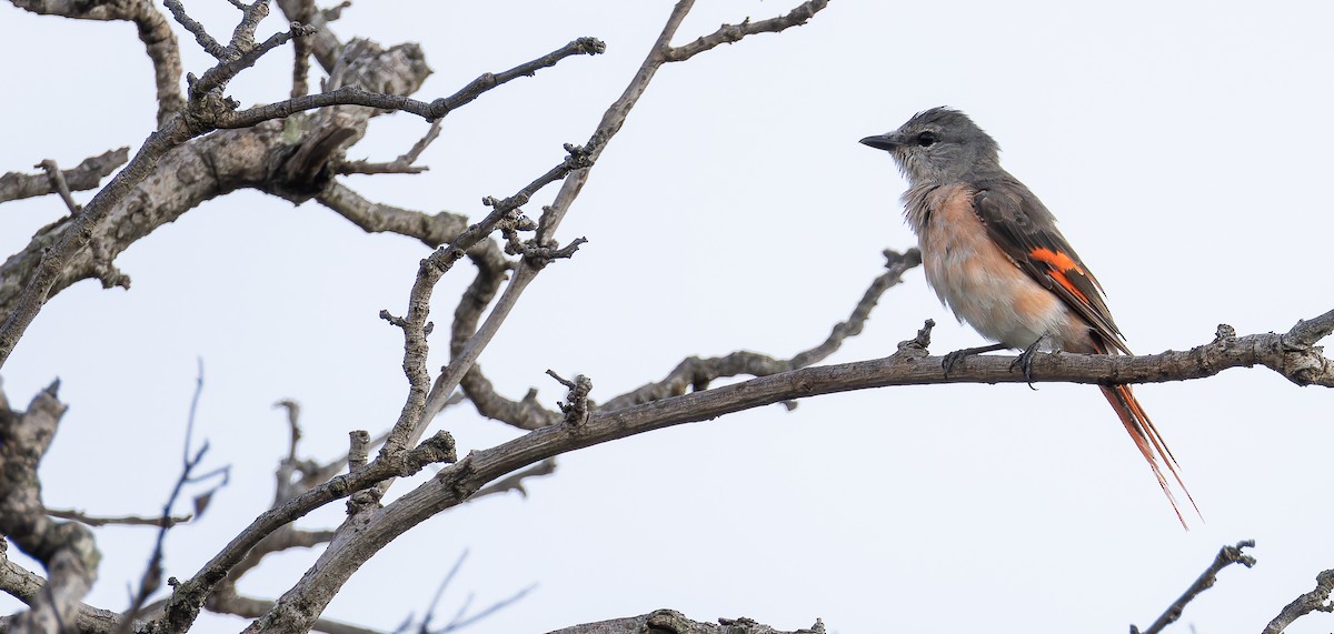 Rosy Minivet - ML623135395