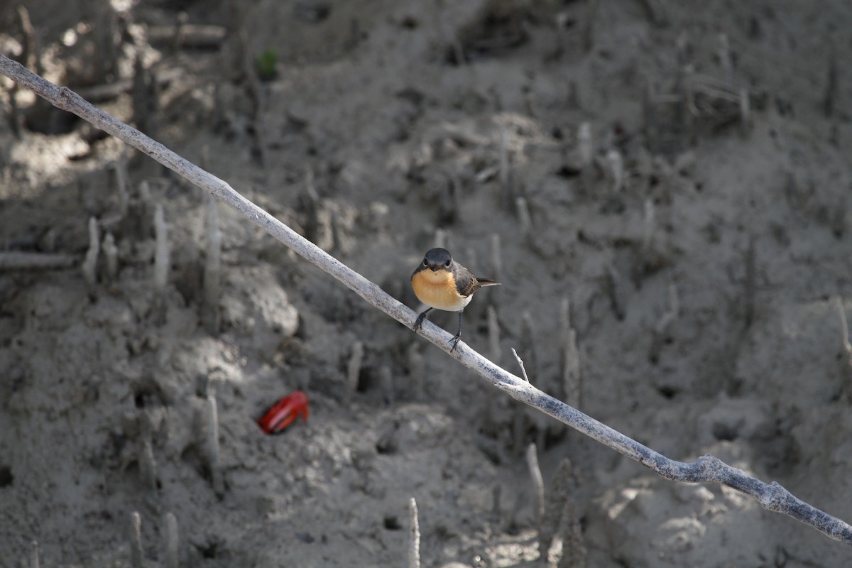 Broad-billed Flycatcher - Mark Stanley