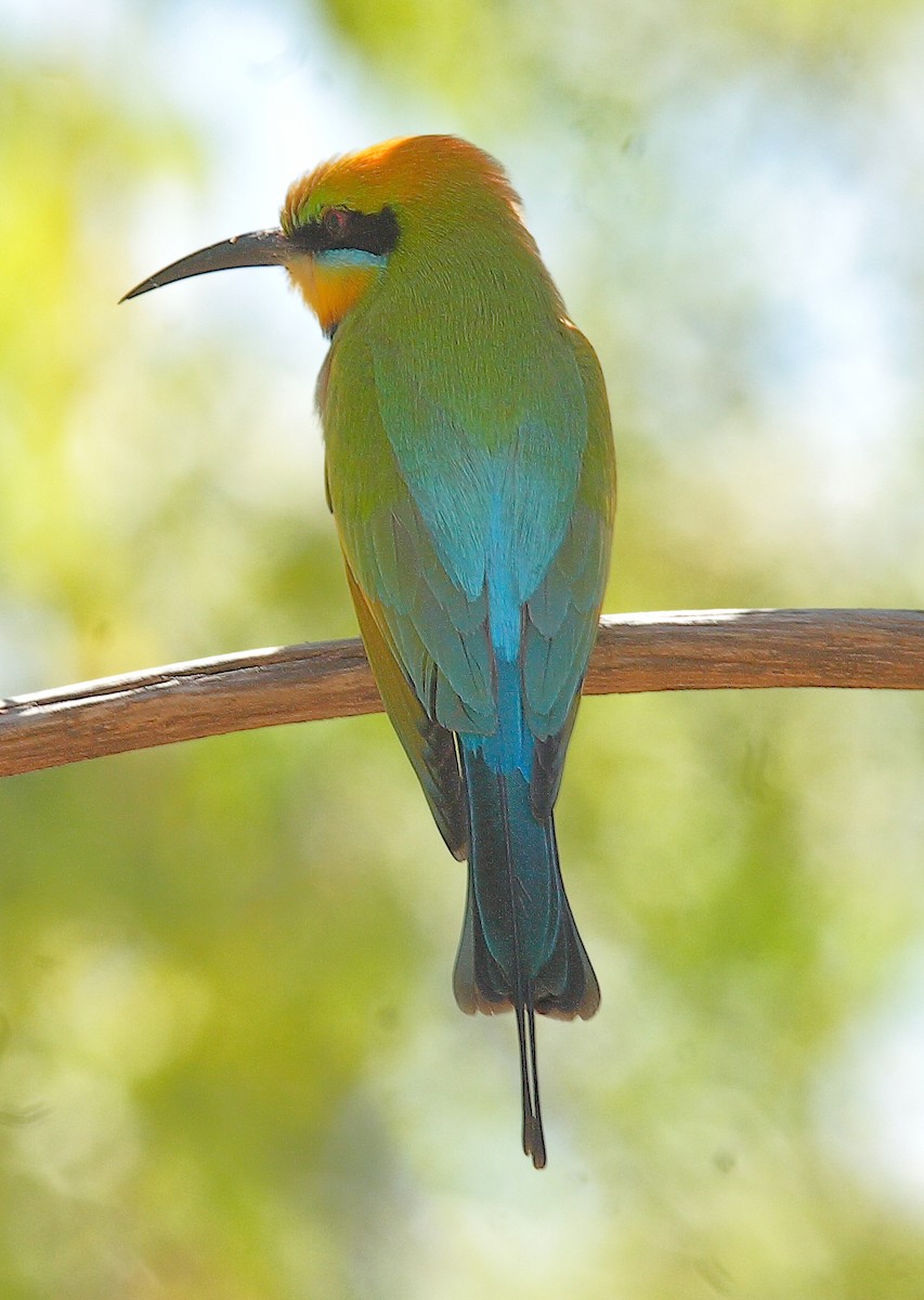 Rainbow Bee-eater - ML623135416