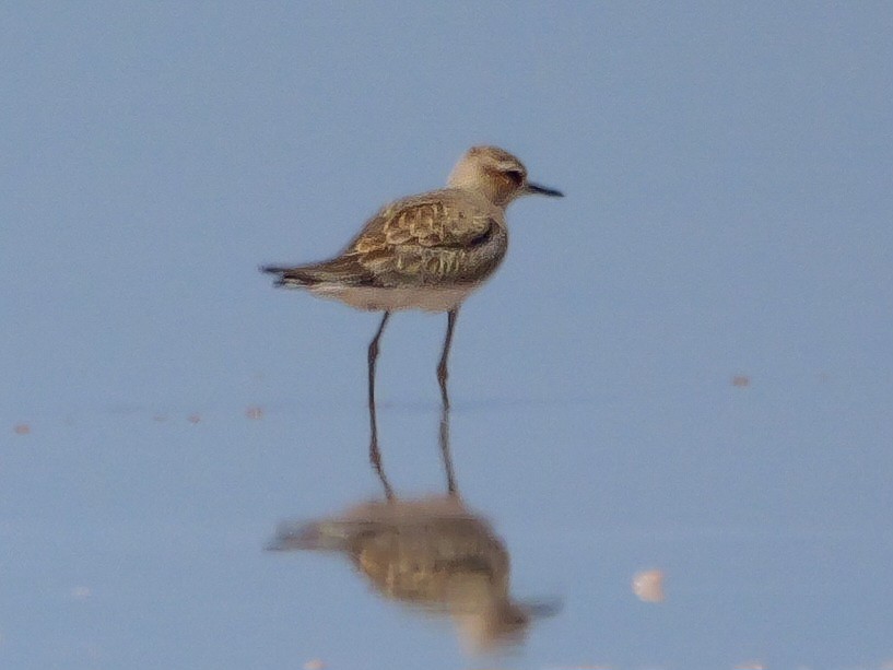 Oriental Plover - ML623135423