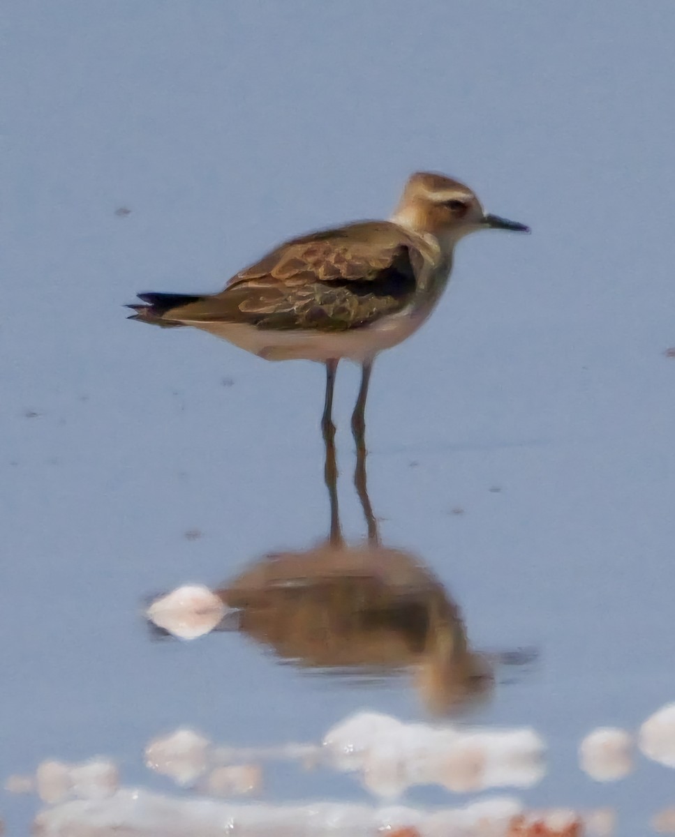 Oriental Plover - ML623135424