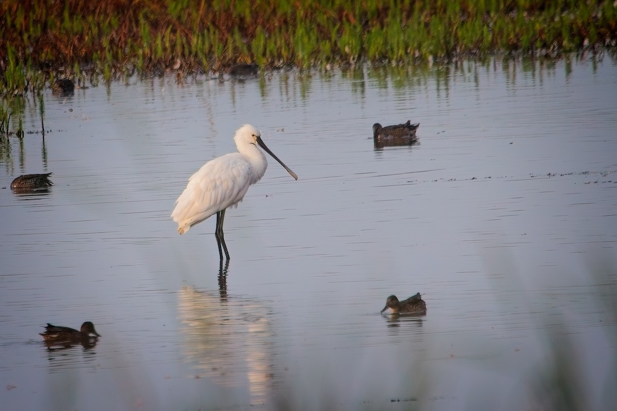 Eurasian Spoonbill - ML623135460