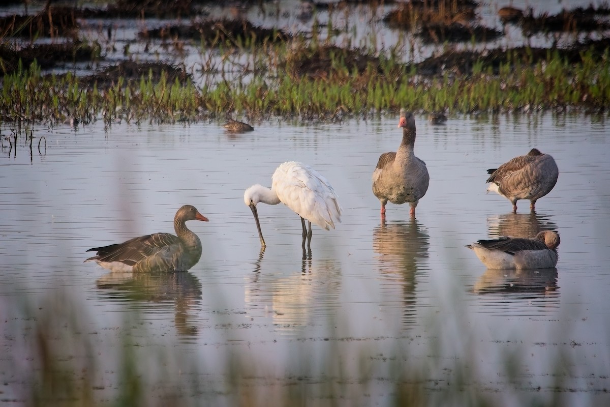 Eurasian Spoonbill - ML623135461