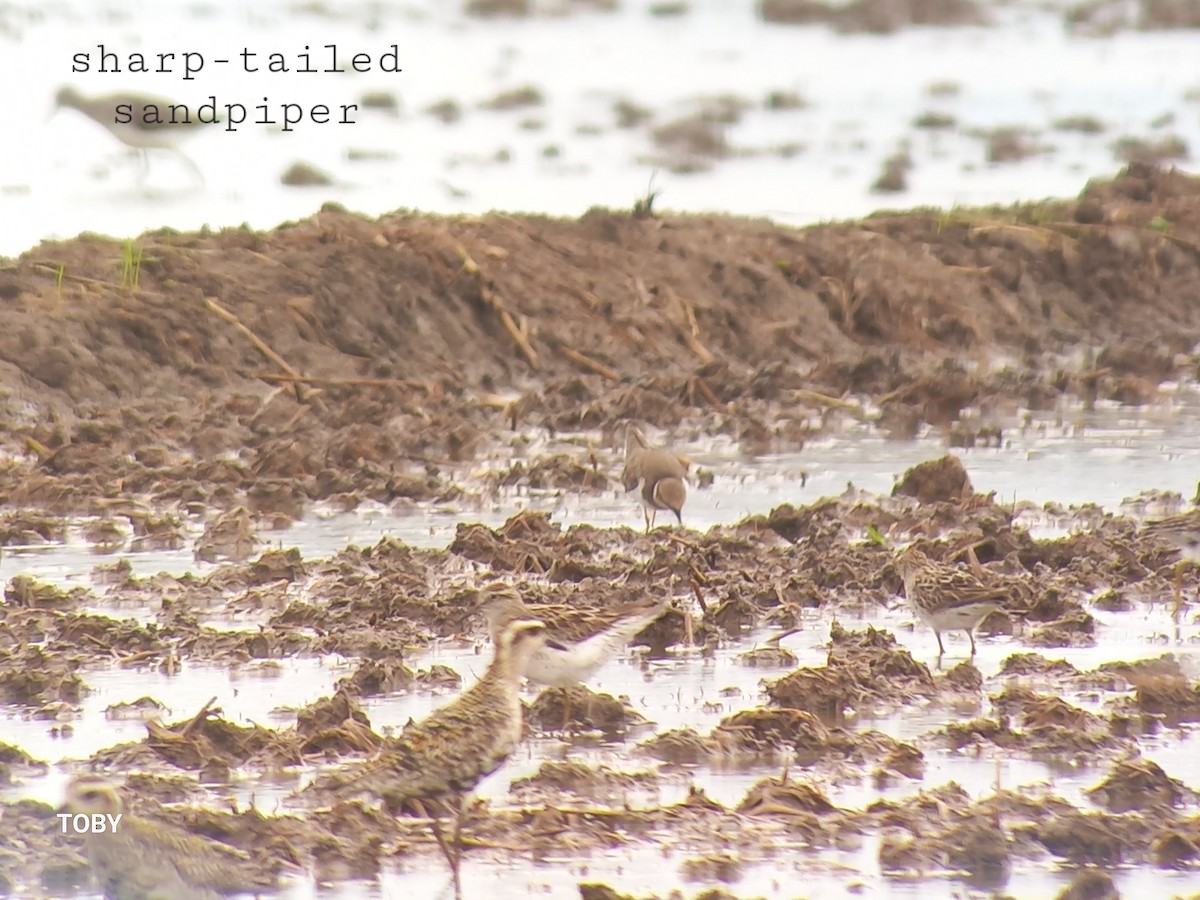 Sharp-tailed Sandpiper - ML623135526