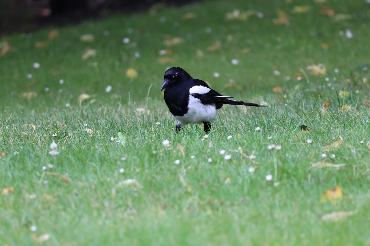 Eurasian Magpie (Eurasian) - ML623135537