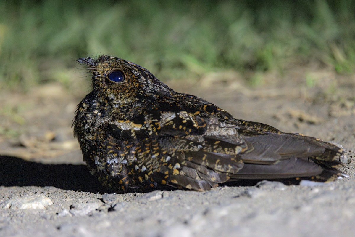 Salvadori's Nightjar - ML623135609