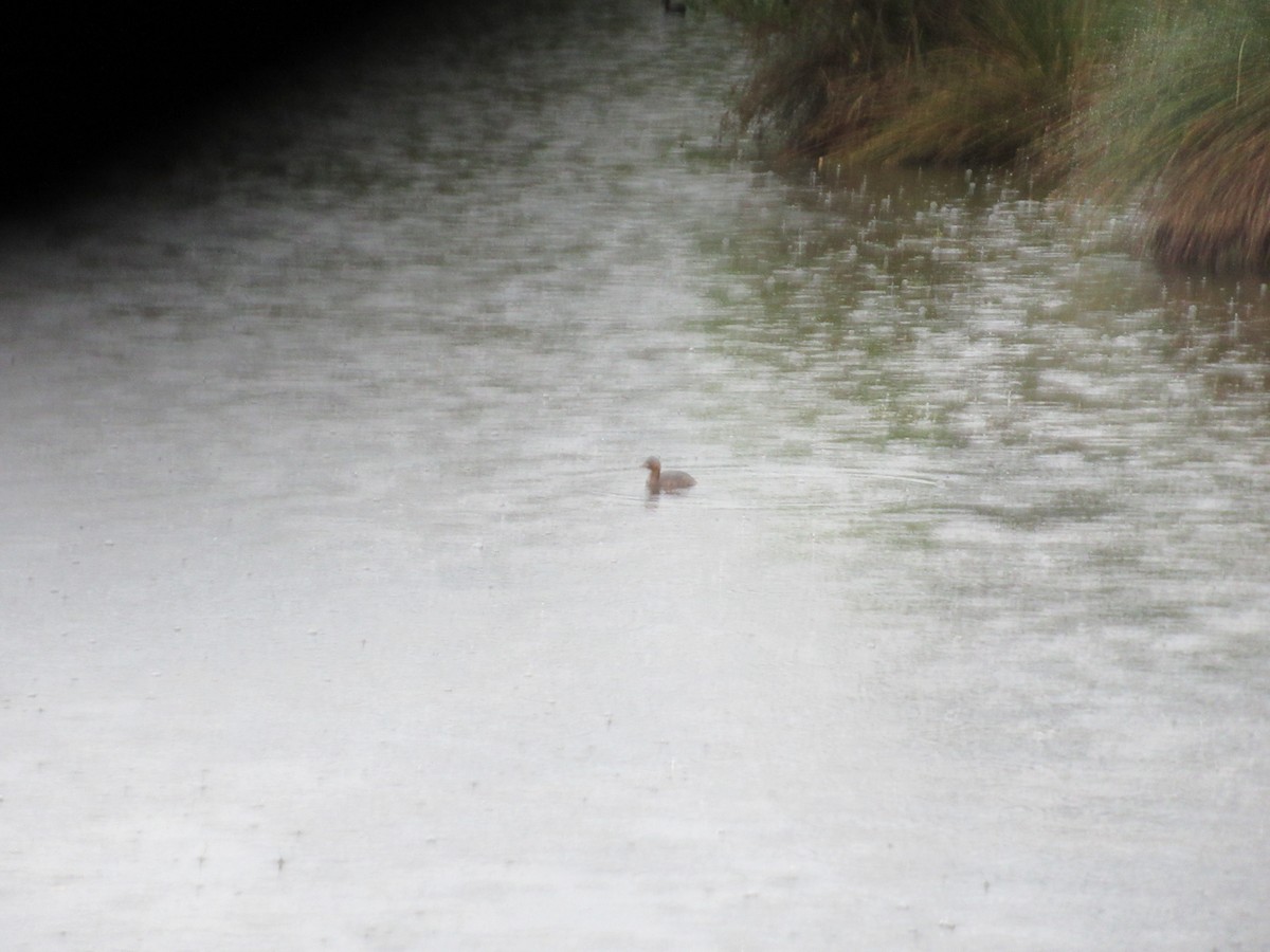 Little Grebe - Charles Farrell