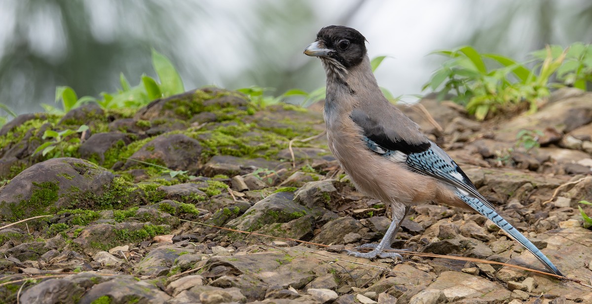Black-headed Jay - ML623135689