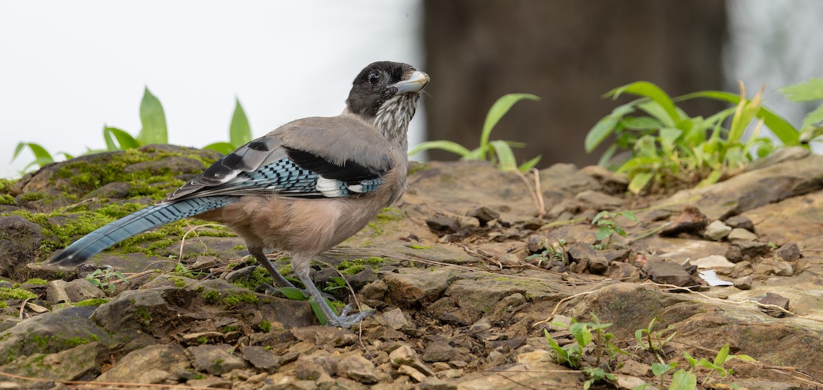 Black-headed Jay - ML623135693