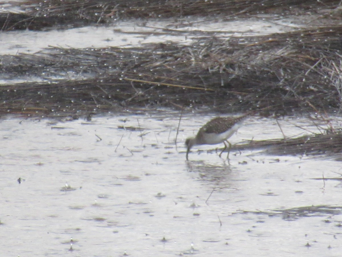 Common Redshank - ML623135695