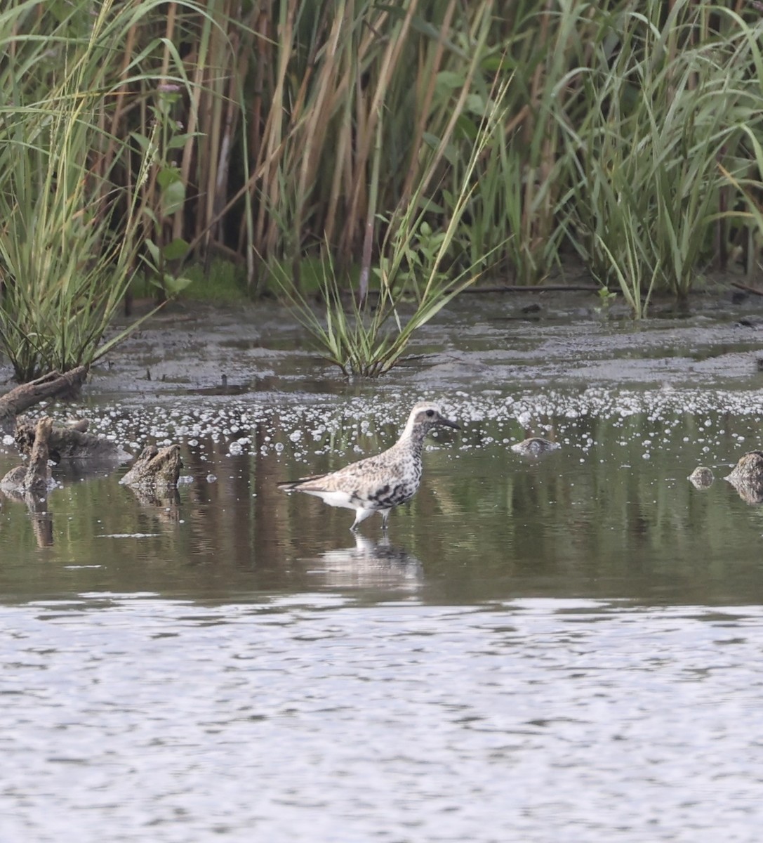 Black-bellied Plover - ML623135732