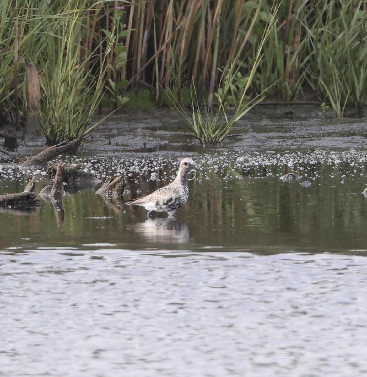 Black-bellied Plover - ML623135735