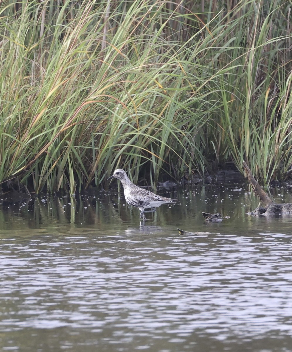 Black-bellied Plover - ML623135739