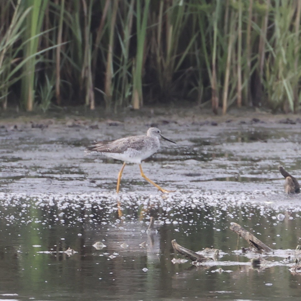 Lesser Yellowlegs - ML623135743