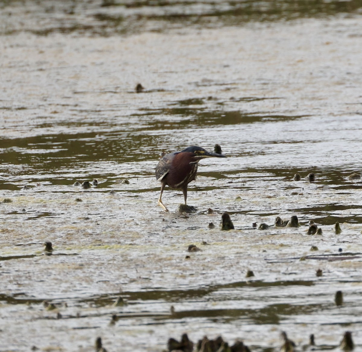 Green Heron - ML623135746