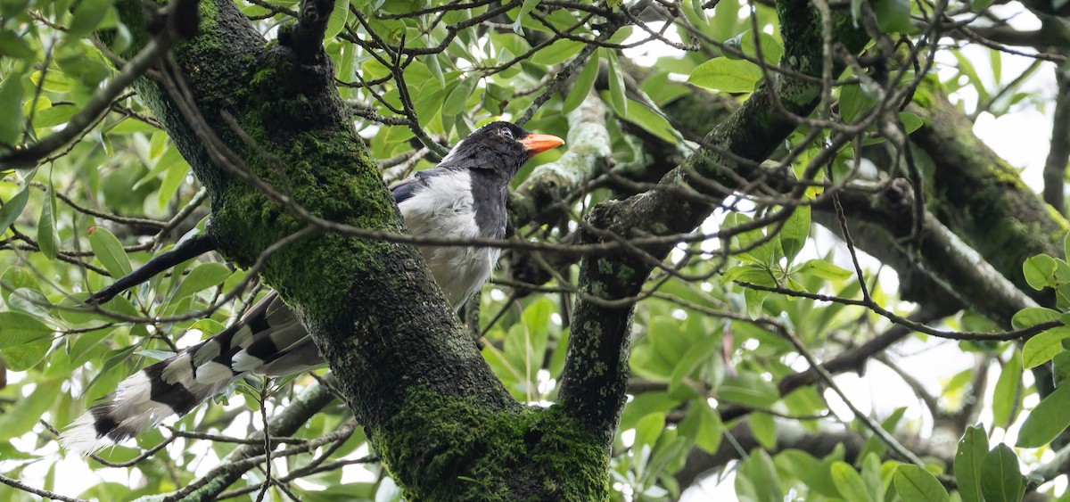 Red-billed Blue-Magpie - ML623135753