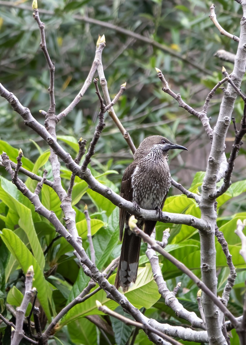 Western Wattlebird - ML623135770