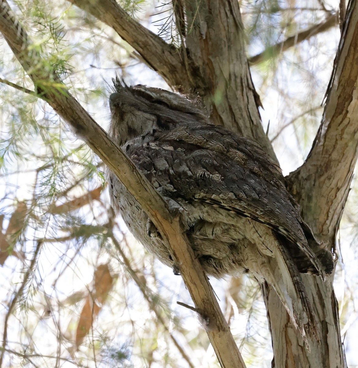 Tawny Frogmouth - ML623135781