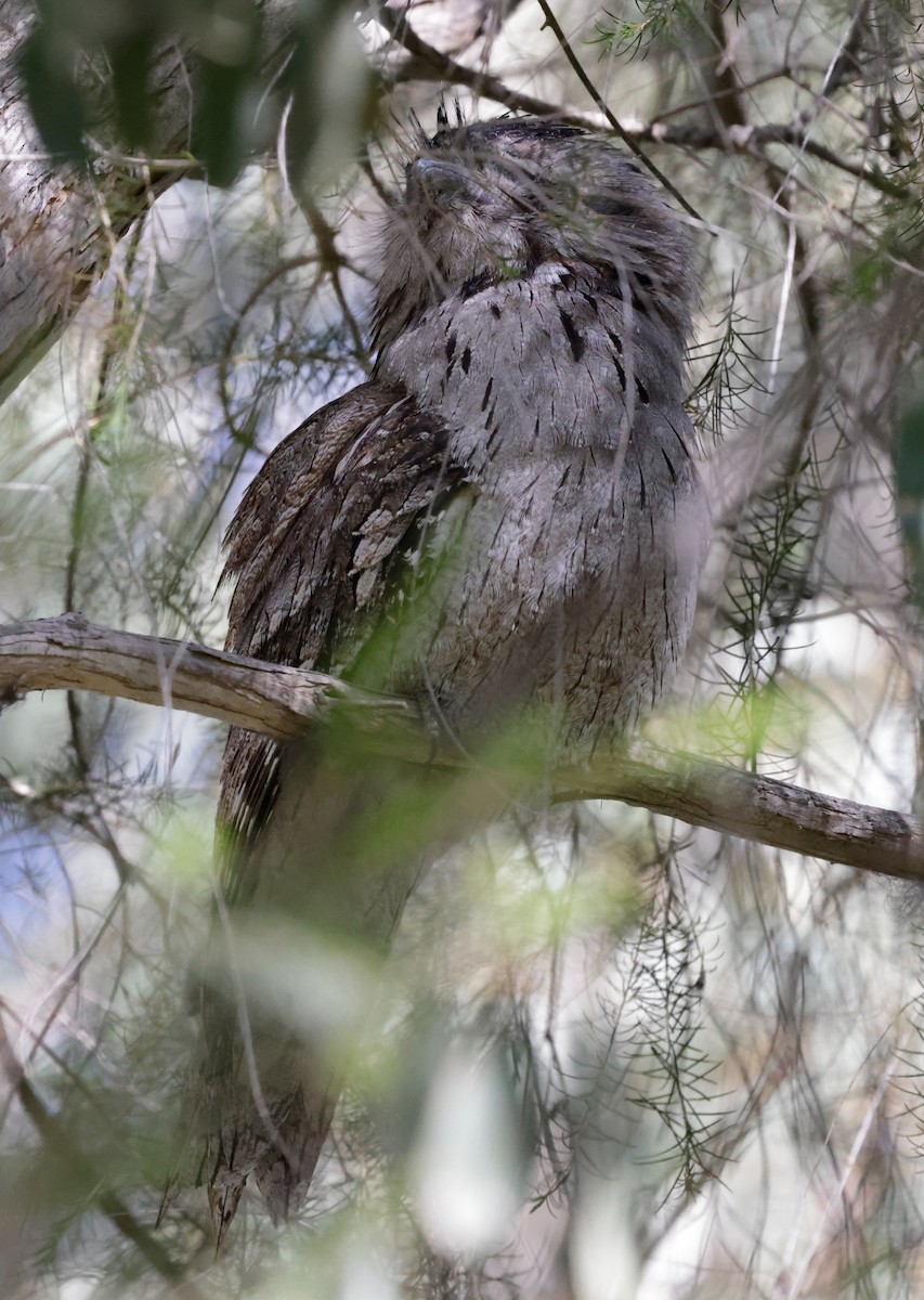 Tawny Frogmouth - ML623135782