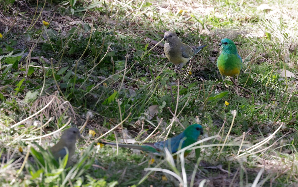 Red-rumped Parrot - ML623135789