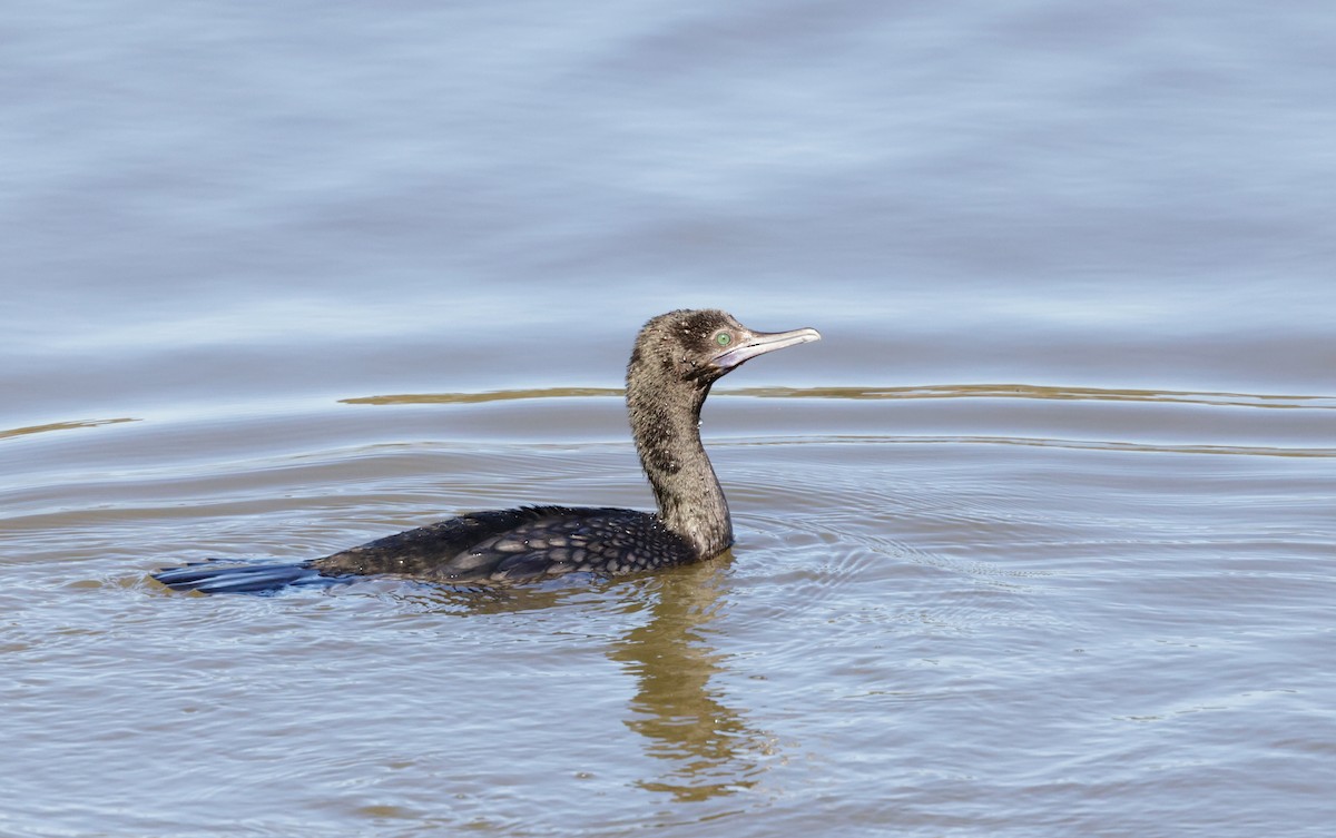 Little Black Cormorant - Cheryl McIntyre