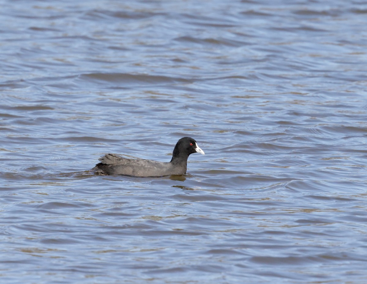 Eurasian Coot - ML623135791