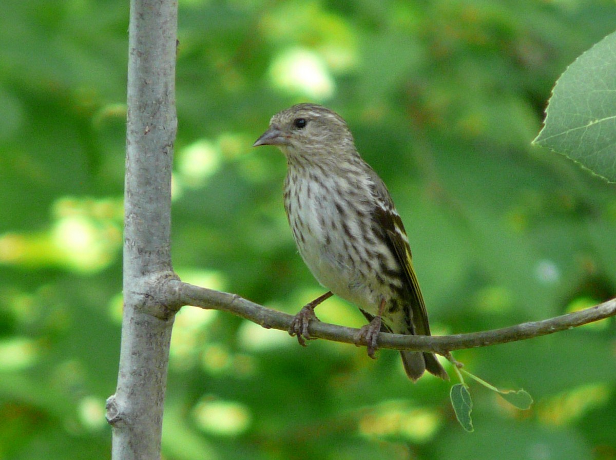 Pine Siskin - ML62313581