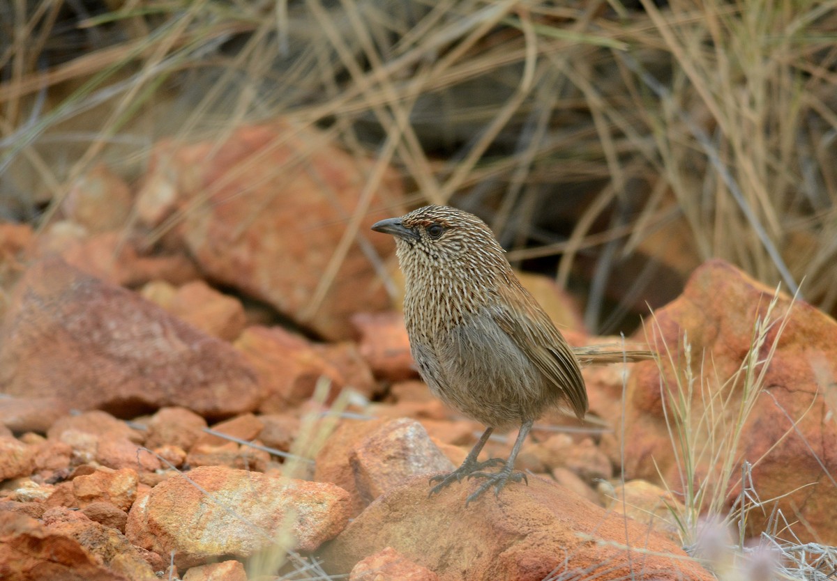 カルカドンセスジムシクイ - ML623135812